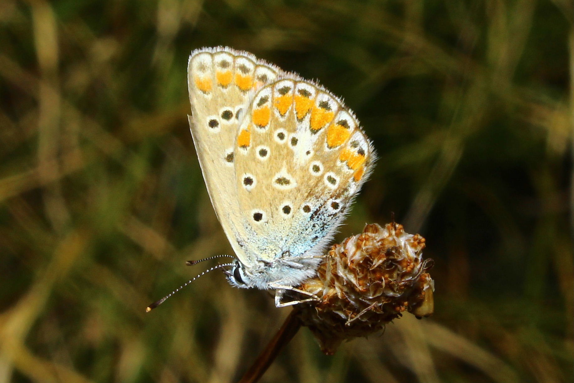 Lycaenidae da determinare ??